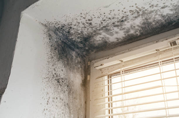 Affordable Basement Mold Removal solutions in Glassboro, NJ